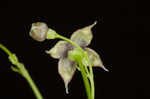 Arkansas bedstraw